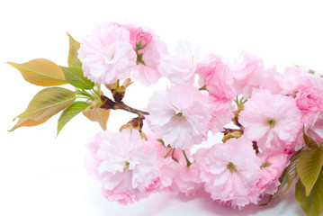 Fototapeta na wymiar CHerry blossom closeup