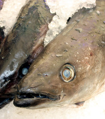 wittling, merlangius merlangus, merlan, weißling