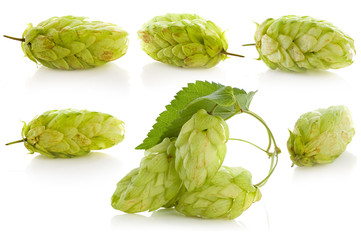 Fototapeta premium golden hops on white