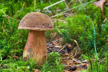 Flockenstieliger Hexenröhrling