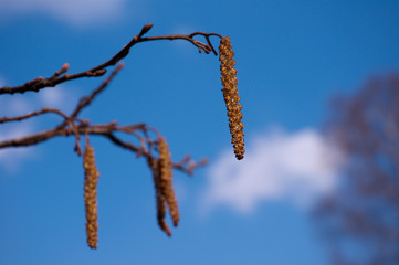 Fototapeta na wymiar Birch spring flowering