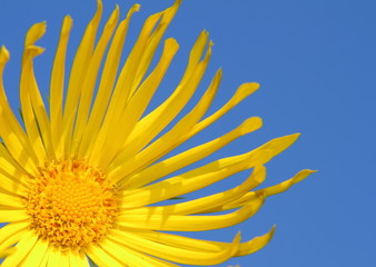 Yellow flower isolated against a blue sky
