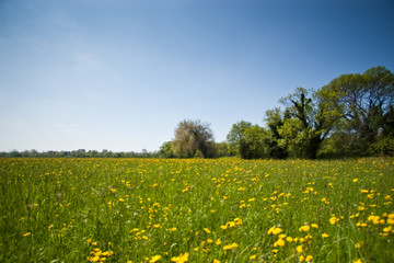 prairie camarguaise