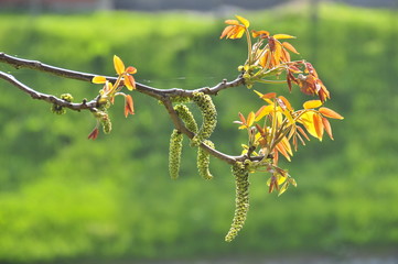 walnut flower
