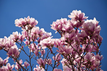 Magnolienbaum