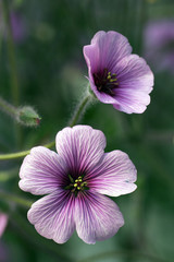 Storchschnabelblüten 2