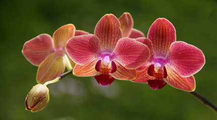 Orchidées - obrazy, fototapety, plakaty