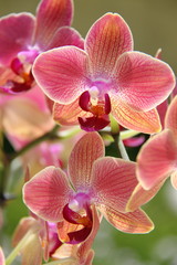 Orchidées - obrazy, fototapety, plakaty