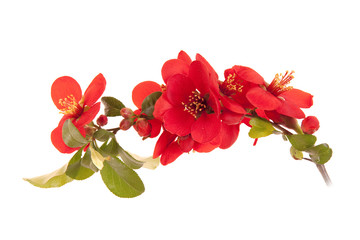 Japanese Quince Tree