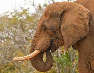 African Elephant Mud Covered