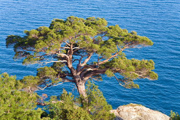 Fototapeta na wymiar pine tree on rock on sea background