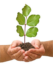 tree seedling in hands as a symbol of nature protection
