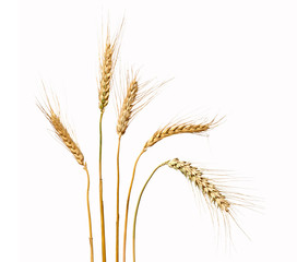 Wheat isolated on white background