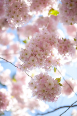 Pink Cherry Blossom