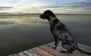 Hund am See See