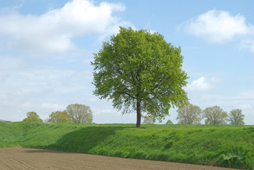 Fototapeta na wymiar panorama con albero in primavera
