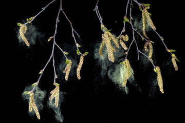 birch tree aments spreading pollen, black background
