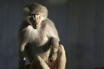 Obraz premium Pavian