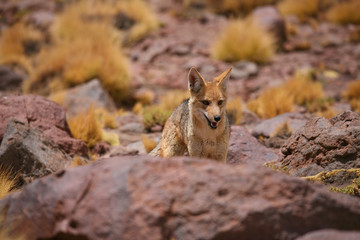Wüstenfuchs auf Hochplateau, Atacama / Chile
