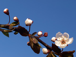 Obstbaumblüte