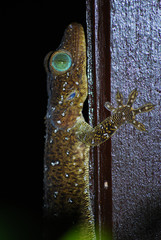 Gecko