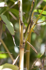 golden bamboo