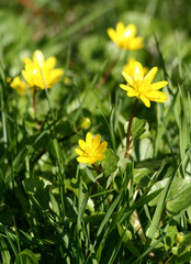Obraz premium Spring yellow flowers blooming in close up
