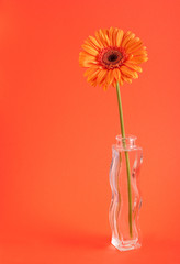 Orange herbera in vase