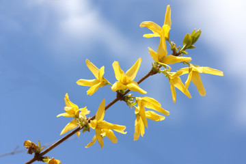 Obraz premium Yellow forsythia