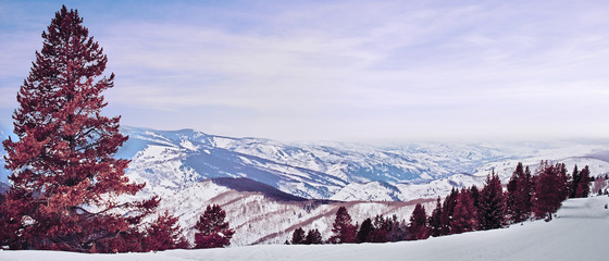 red pine panorama