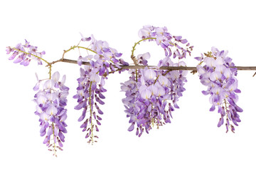 wisteria branch flowers isolated on white - obrazy, fototapety, plakaty