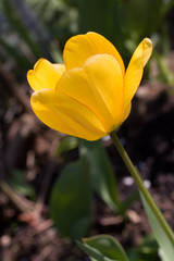 Tulpe - gelb,makro