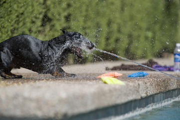 Daschund barks at squirt gun