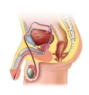 Male Reproductive System