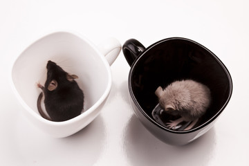 Mouse in a cup