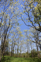 Early spring forest view