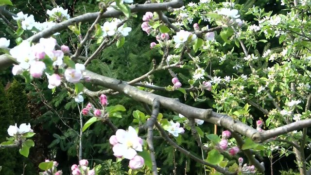 Apple tree blossom, Camera panning