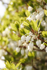 ドウダンツツジ＃２