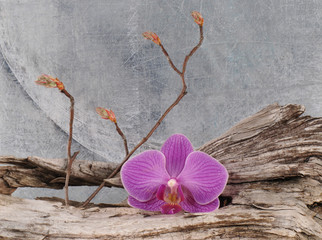 Arrangement mit Orchideenblüte