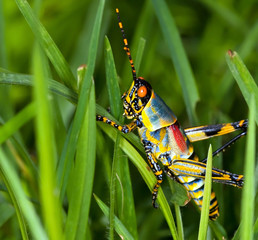 Macro of a bright coloured grasshopper sitting on grass