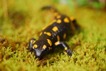 Salamandra salamandra