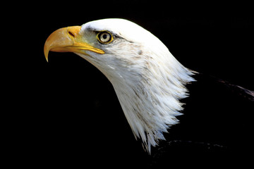 Weisskopfseeadler