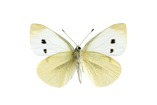 Butterfly - Cabbage White, Pieris rapae