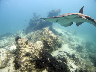 Fototapeta premium Ray