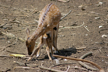 deer feeding its fawn