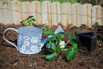 plantation des fraisiers