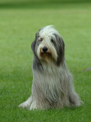 BEARDED COLLIE