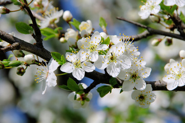 Pflaumenbaumbluete - plum blossom 08