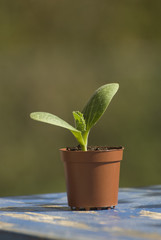 Zucchini