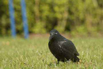 Krähe